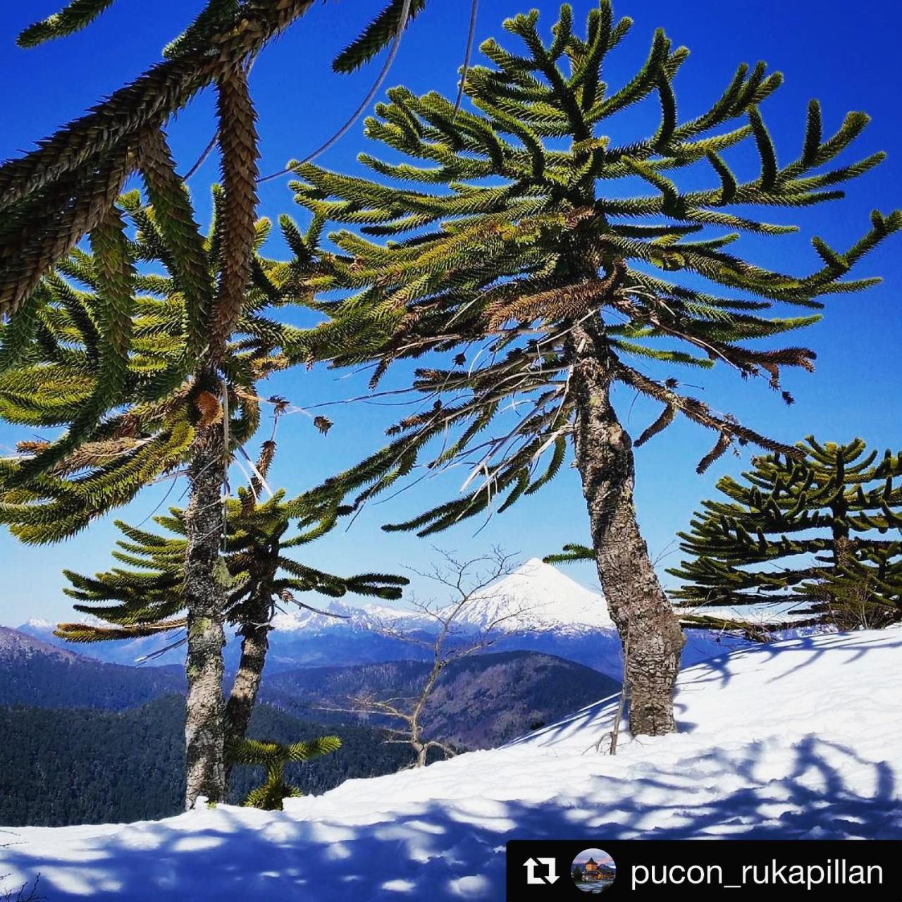 Departamento Explore Pucon 아파트 외부 사진