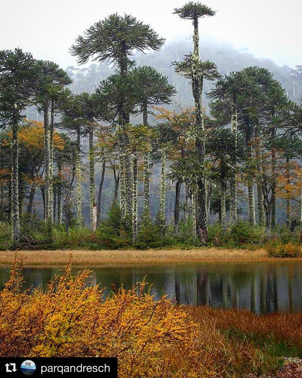 Departamento Explore Pucon 아파트 외부 사진
